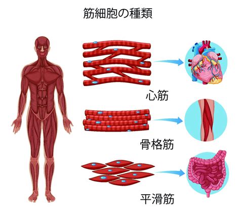 筋肉とは？ 体や内蔵を動かす仕組み、筋肉の特徴や健康維持について総まとめ【親子で人体を学ぶ】 Hugkum（はぐくむ）