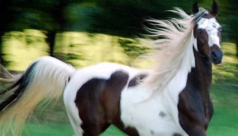 Caballo Pinto Características Comportamiento Y Más