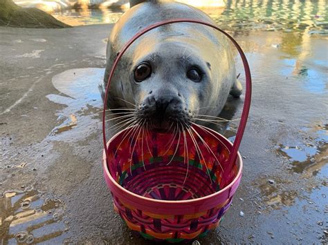 Buttonwood Park Zoo mourns loss of Yellow the seal | ABC6