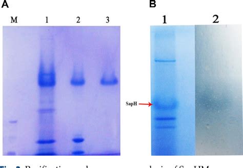 Table 1 From Purification And Characterization Of A Novel Extracellular