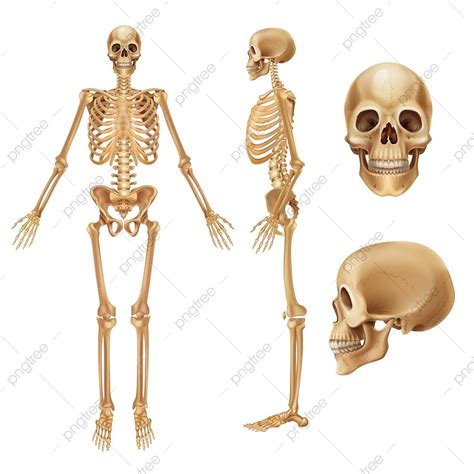 Realistic Human Skeletal System Infographics Vector Image The Best