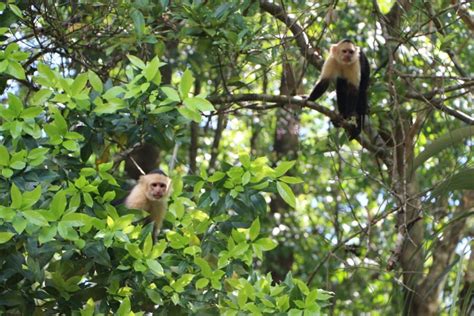 The astonishing Wildlife of Matapalo | The Costa Rica News