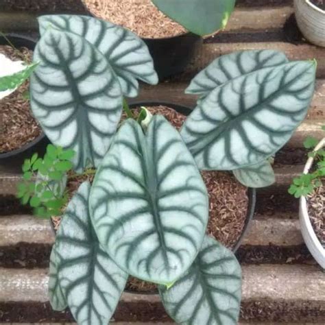 Jual Keladi Tengkorak Silver Dragon Alocasia Silver Dragon Shopee