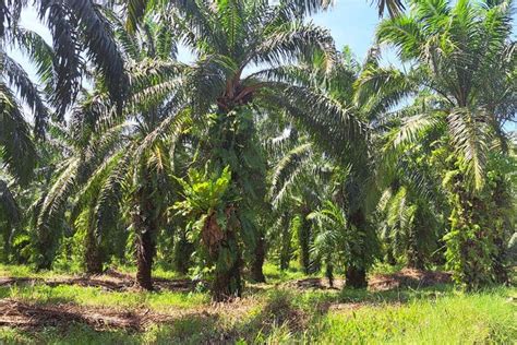 Jerit Buruh Perkebunan Sawit Bengkulu Bekerja Tanpa Kontrak Puluhan Tahun