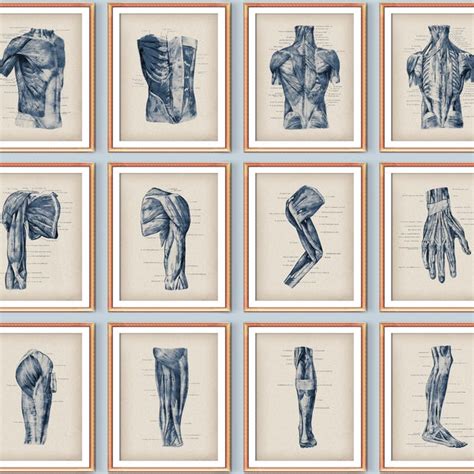 Vintage Anatomy Etsy