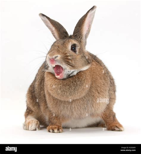 Yawning Baby Bunny