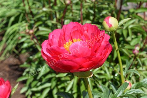 The Raspberry Charm Peony Adelman Peony Gardens