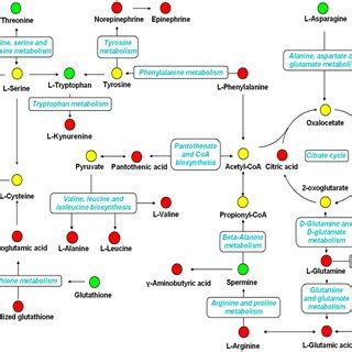 Schematic Overview Of Metabolites And Major Metabolic Pathways Changes