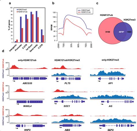 Genome Wide Occupancy Of H2AK121ub And H3K27me3 Marks In A Thaliana A