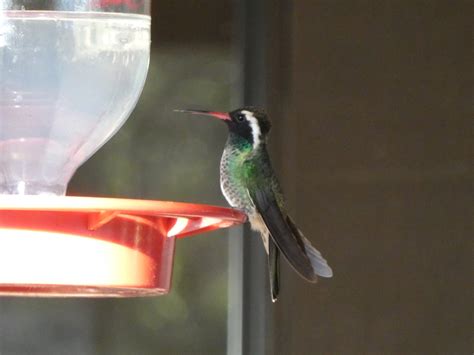 White eared Hummingbird from Doña Ana County NM USA on October 6