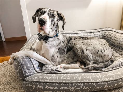 Signs Of Bloat In Great Danes Dane Good Blog