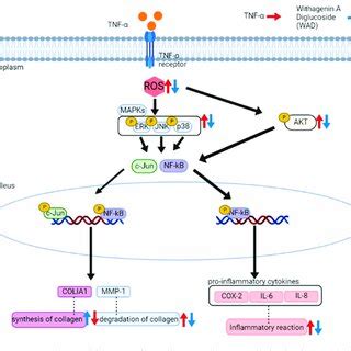 Schematic Pathway Illustrating The Potential Role Of Withagenin A