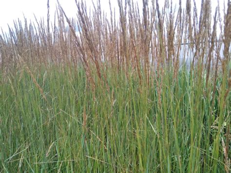 Calamagrostis X Acutiflora Karl Foerster