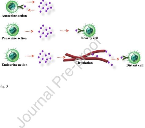 Figure From Cascade Of Immune Mechanism And Consequences Of