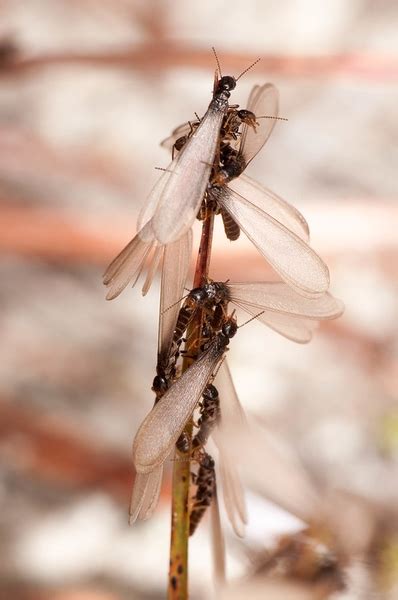 Subterranean Termites Swarmers