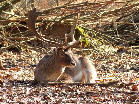 Deer Fallow Antler Free Photo On Pixabay Pixabay