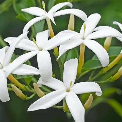 JAZMÍN Jasminum officinale Tintura Madre Tollán Herbolaria