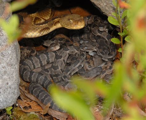 Conservation efforts to open up rattlesnake habitat bring in much ...