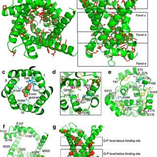 Substrate Specificity Of Ogc And Similar Mitochondrial Carriers