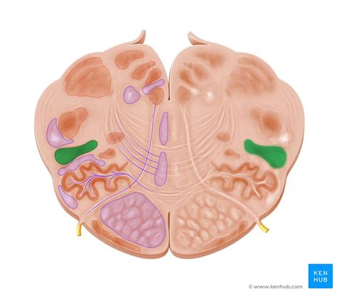 Conoce Todo Sobre El Sistema Activador Reticular Ascendente Descubra