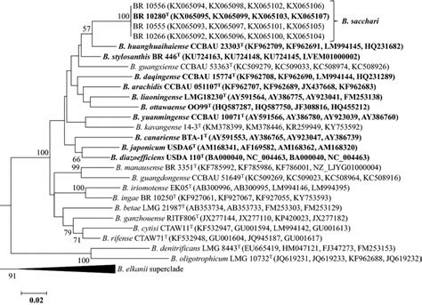 Maximum Likelihood Phylogram Estimated From Concatenated Reca Nt