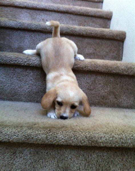 A Puppy Climbing Up Some Stairs With The Caption Help Ive Fallen And