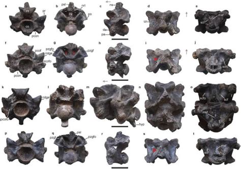 Terrifying discovery: Scientists unearth fossils of largest snake in ...