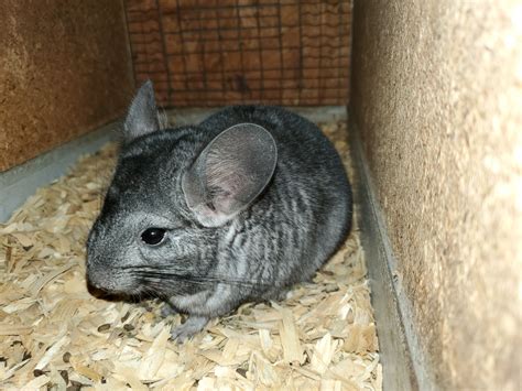 Chinchilla Rodents For Sale | Augusta, GA #309516