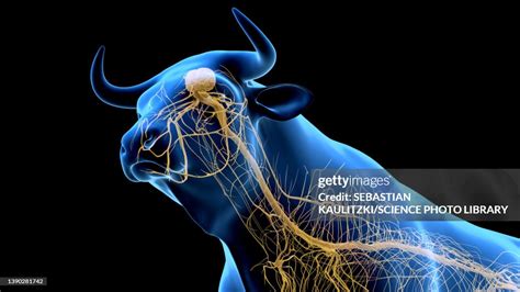 Cattle Nervous System Illustration High Res Vector Graphic Getty Images