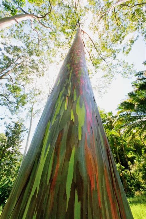 Rainbow Eucalyptus Tree - Most Colorful Trees