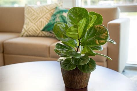 The ULTIMATE Guide To Successfully Transplanting Your Ficus