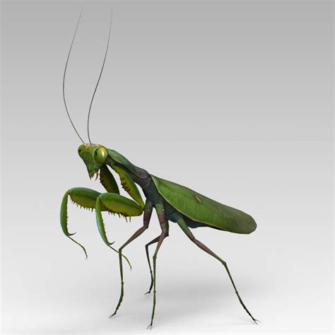 3dsmax praying mantis