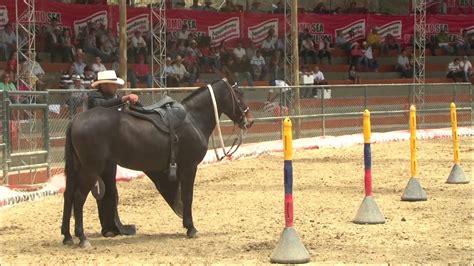 A Lomo De Mula 9 Las Mulas De Silla Y De Tiro TvAgro Por Juan