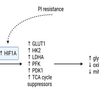 HIF1A Expression Is Increased By Both Hypoxic Conditions And The