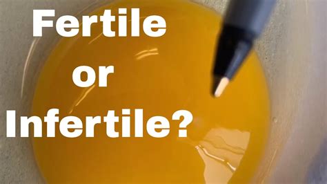 How To Tell If An Egg Is Fertile Or Infertile Youtube