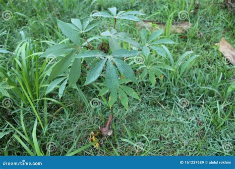 CASSAVA PLANT stock image. Image of tree, cassava, outdoor - 161237689