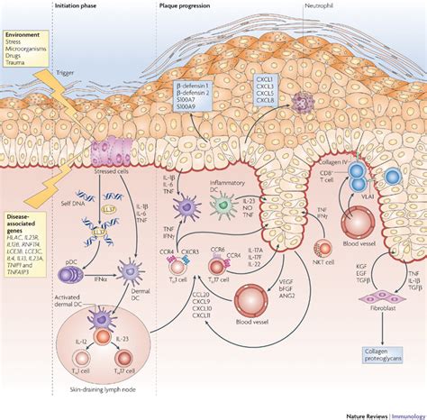 Psoriasis Skin Diagram