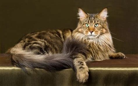 Maine Coon Munchkin Cats: A Unique Breed Combo