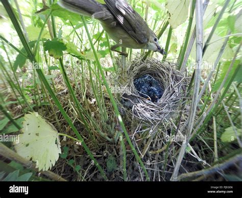 A Chick Of Common Cuckoo Cuculus Canorus In Nest Of Marsh Warbler