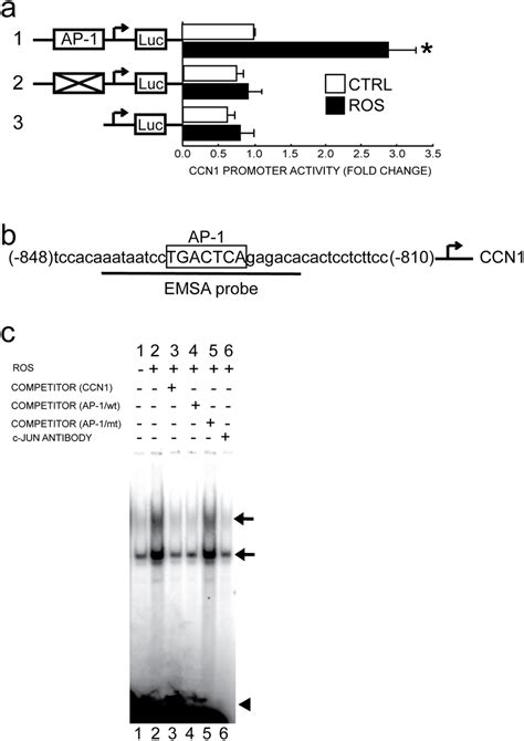 Oxidant Exposure Activates AP 1 Binding Site Dependent CCN1 Promoter