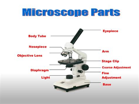 pétalo cerrar Impulso stage clip microscope Incorrecto Conquista