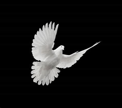 Holy Spirit Dove Stock Photos Pictures And Royalty Free Images Istock