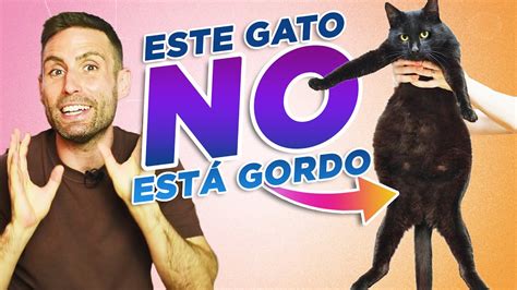 Cómo saber si TU GATO ESTÁ ENGORDANDO Gatos con BARRIGA PANZA