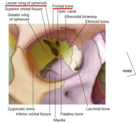 Eye Orbit Flashcards Quizlet
