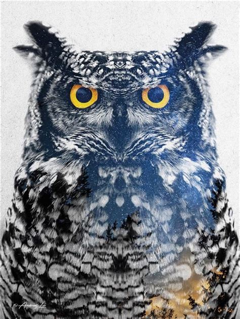 Night Owl - Art and Frame - Adelaide