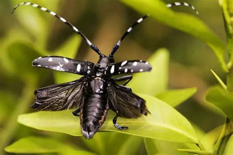 Asian Long-horned Beetle Facts | Anatomy, Range, Habitat, Lifecycle ...