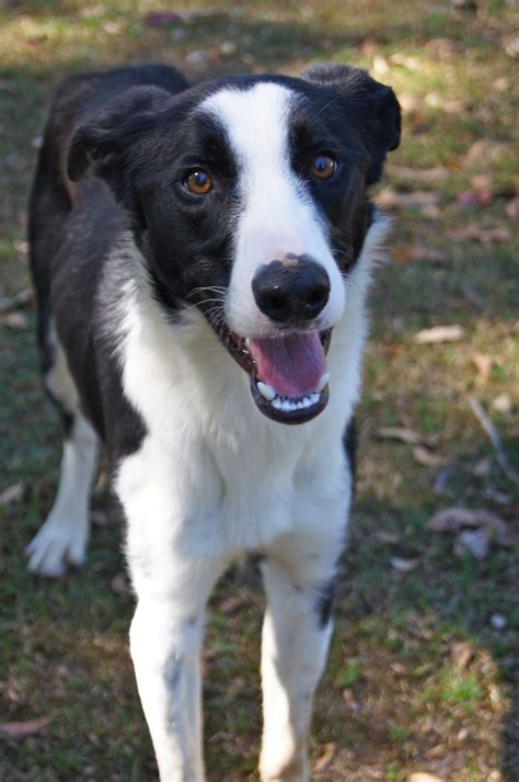 Sam Large Male Border Collie X Greyhound Mix Dog In Nsw Petrescue