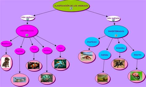 ClasificaciÓn De Los Animales