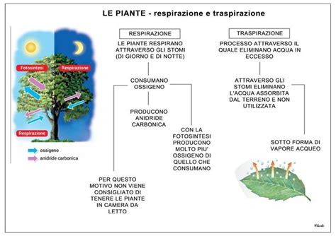 Le Piante Respirazione E Traspirazione Scienza Per Bambini Lezioni