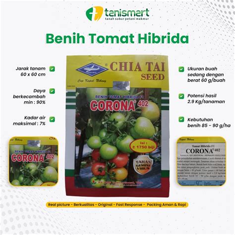 Jual Benih Tomat Hibrida F Corona Chia Tai Seed Cap Kapal Terbang